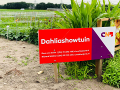 Highlighted image: CNB Dahliashowtuin geopend